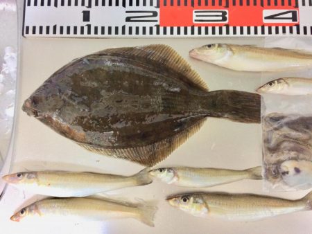 今日もカレイが釣れました