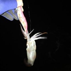 マイポイントへ