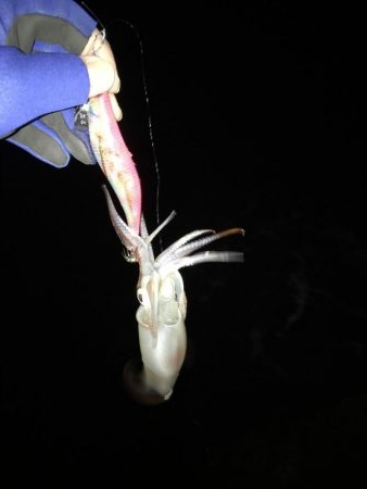 マイポイントへ