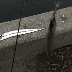 まだまだタチウオおるでー