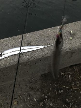 まだまだタチウオおるでー