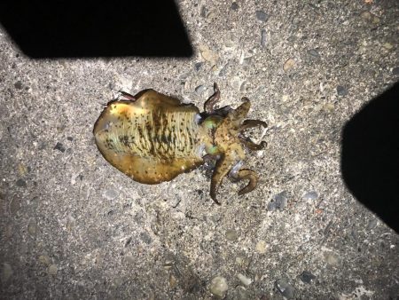 爆風釣行釣り納め