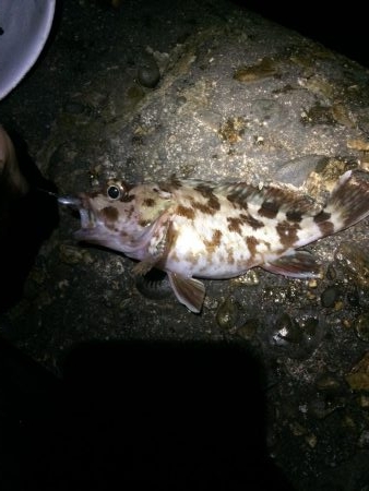 またまたメバリング