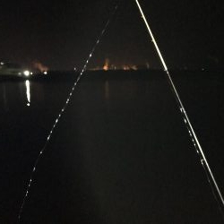 メバルを探したけど