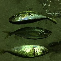 アジング・ガシリング