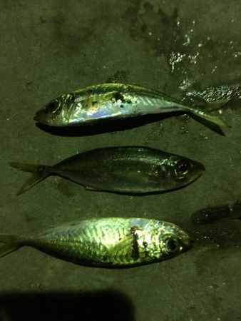 アジング・ガシリング