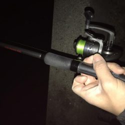 まだタチウオおったわ！