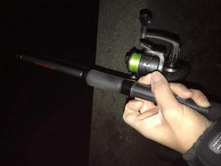 まだタチウオおったわ！