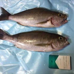 ショアジギング