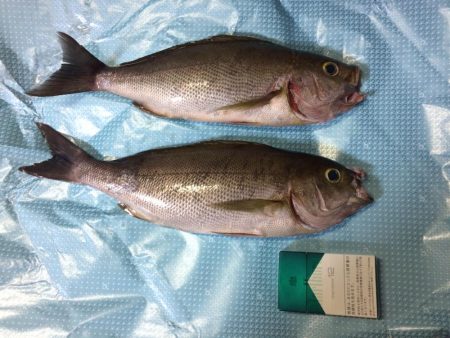 ショアジギング