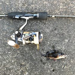 マイクロックフィッシュ