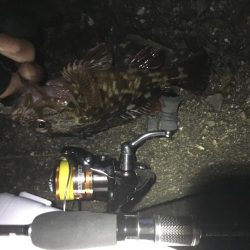 タチウオ不発、ガシラのみ