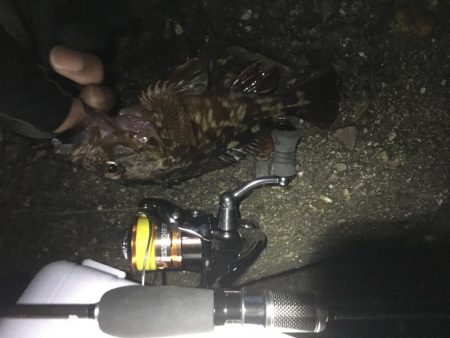 タチウオ不発、ガシラのみ