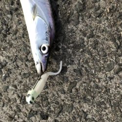 がっつり丸呑み！これがエサルアー！！