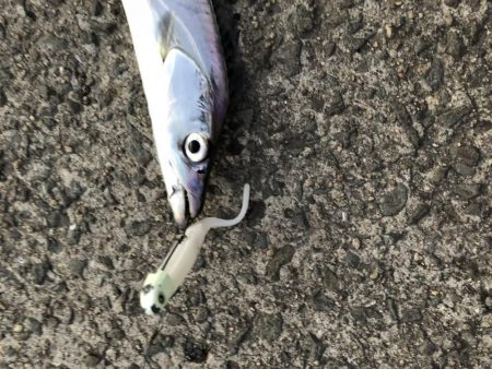 がっつり丸呑み！これがエサルアー！！