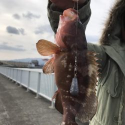 アコウが釣れました。