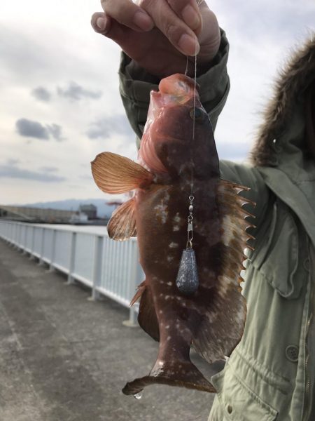 アコウが釣れました。