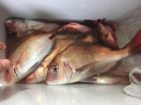 鯛、アジ、ガシラ