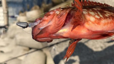 あたりが欲しくて！