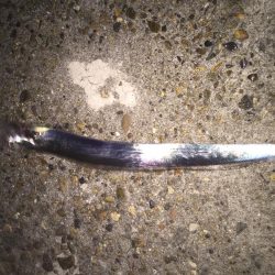 まさかのタッチー！