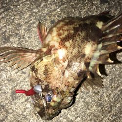 奴らは意外と足元に…