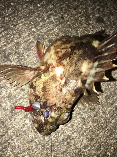 奴らは意外と足元に…