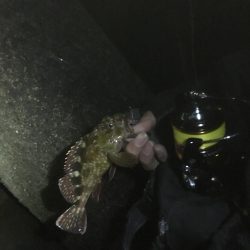 タチウオ、ガシラ