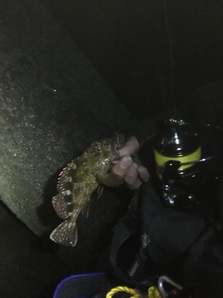 タチウオ、ガシラ