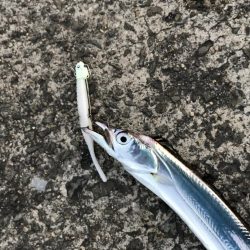 時合いはたったの15分!?価値ある4本