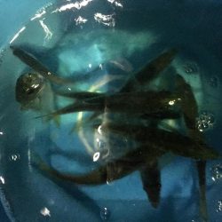 小イワシ泳がせ