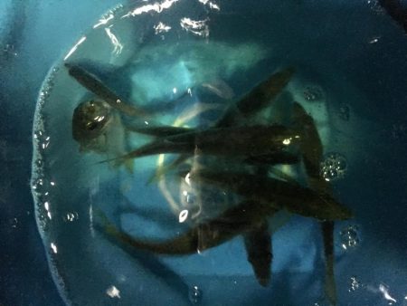 小イワシ泳がせ