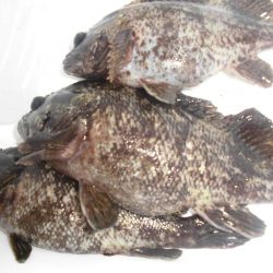 タッチ―の次はガッシーでしょ！？