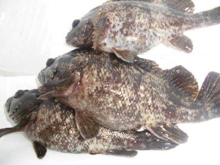 タッチ―の次はガッシーでしょ！？