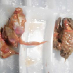 尺黒ソイ獲ったどぉ!