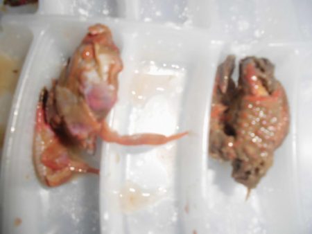 尺黒ソイ獲ったどぉ!