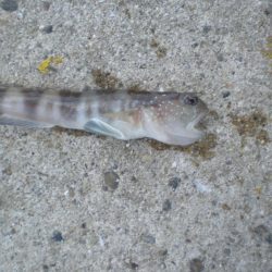 今日は、族でチョイ投げ