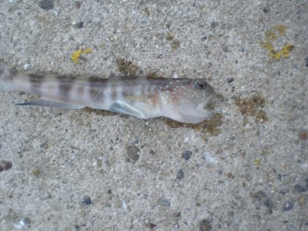 今日は、族でチョイ投げ