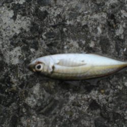 キスがいない？　アジ