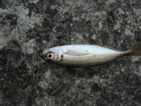 キスがいない？　アジ