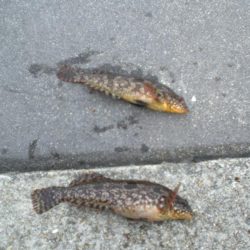 アイナメつれる