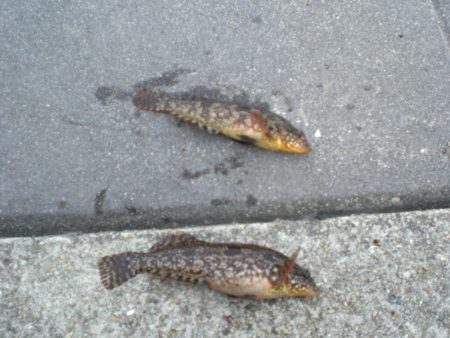 アイナメつれる