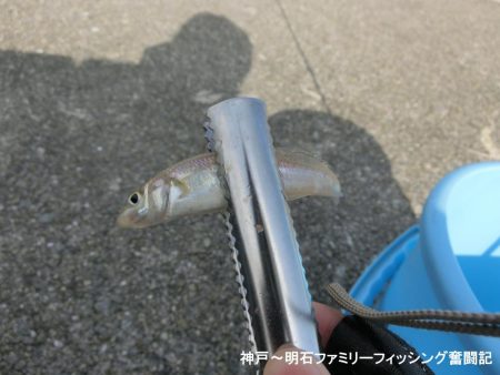 小物釣りで何とか5目