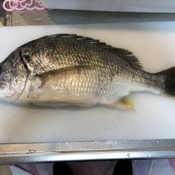 初めてのルアー釣果