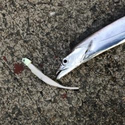 外は爆風、極寒の中の気合のフラップ釣法