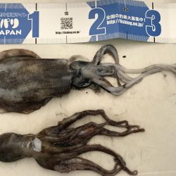 アオリイカとタコ