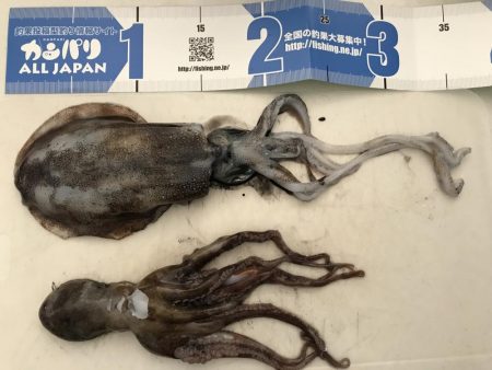 アオリイカとタコ