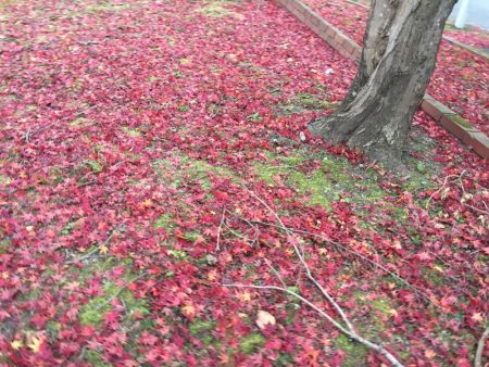 紅葉狩りとバス狩り