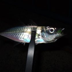 タチウオの活性高し！？