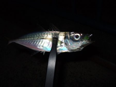 タチウオの活性高し！？