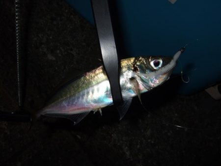 アジングのはずが・・・